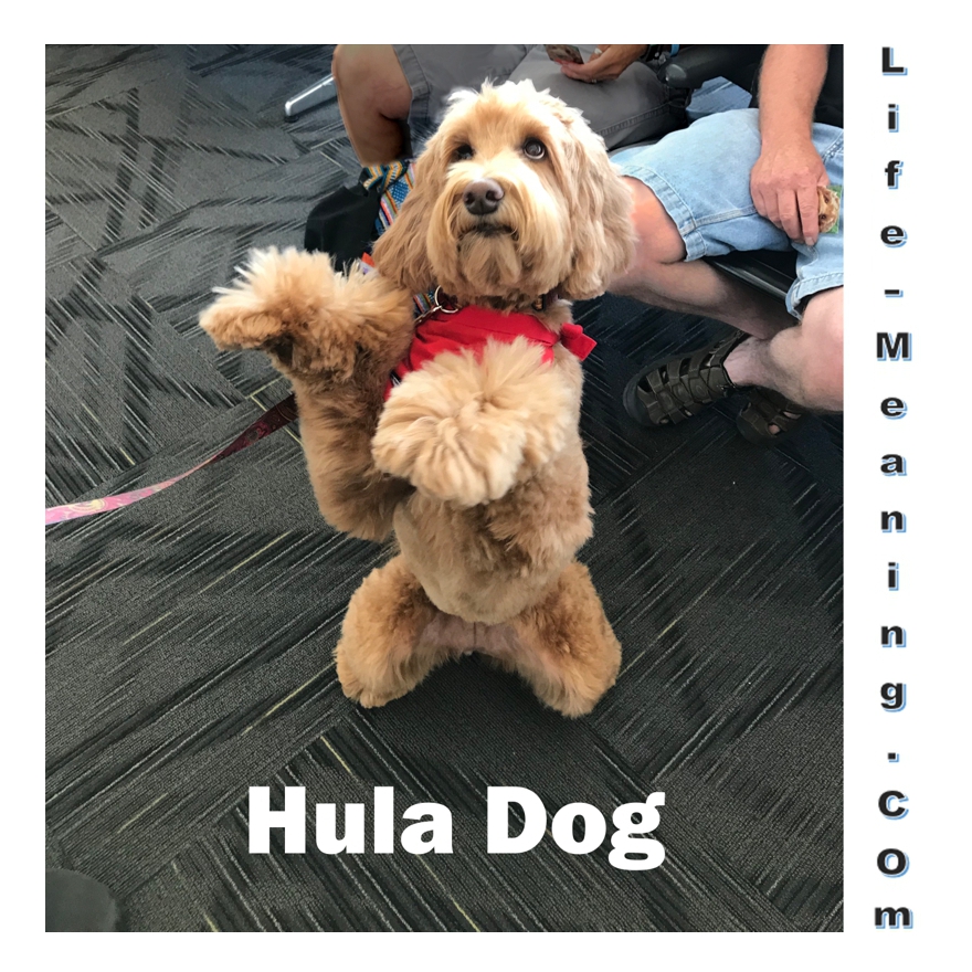 Hula-Dog